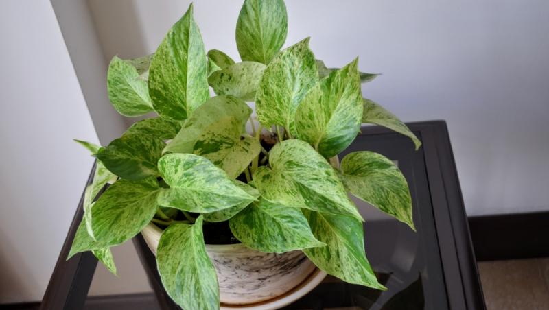 Planta care nu trebuie să lipsească din case pe timpul verii. Răcorește camerele imediat