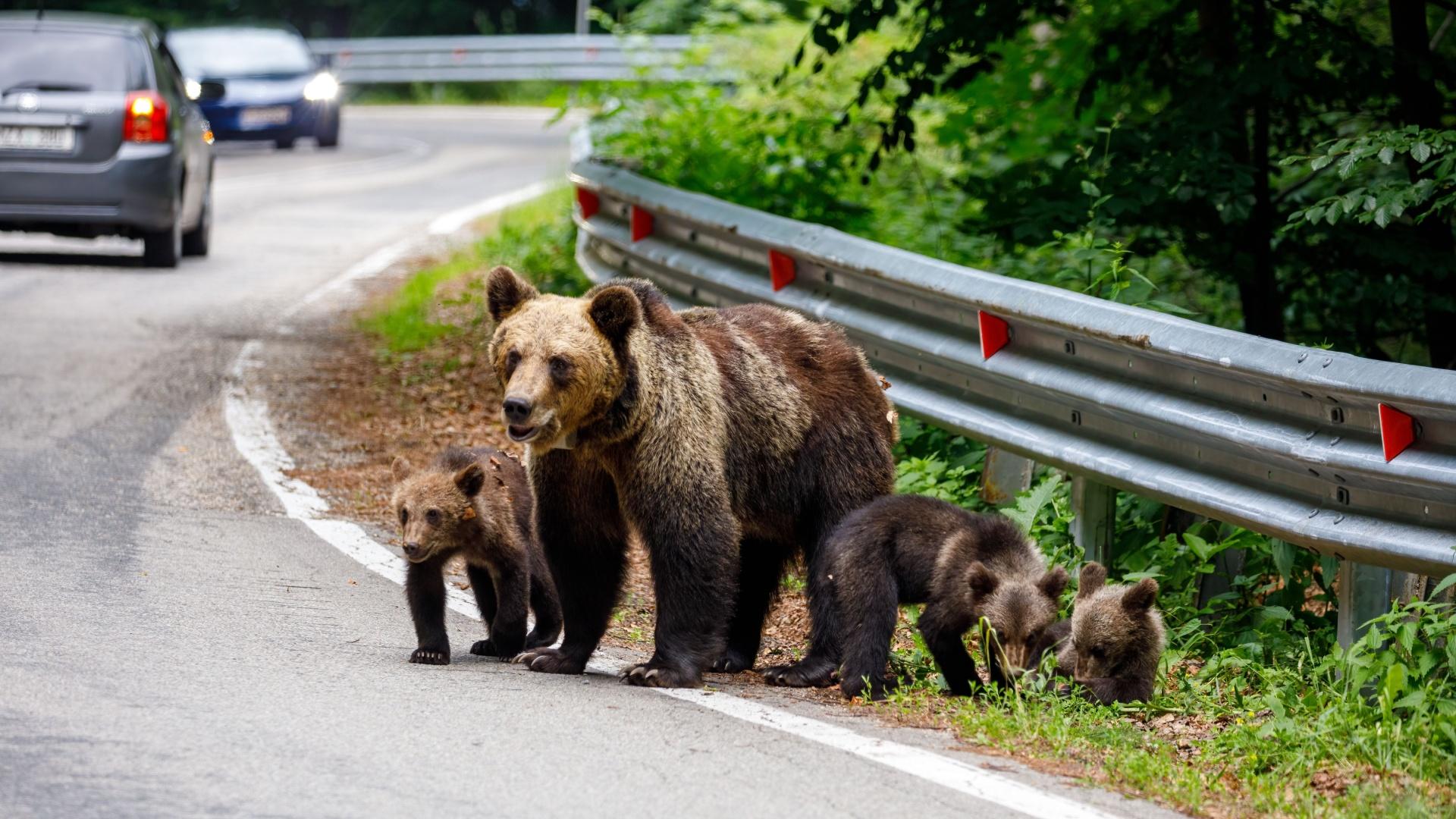 Urși în România