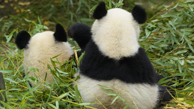 imagine cu doi ursi panda