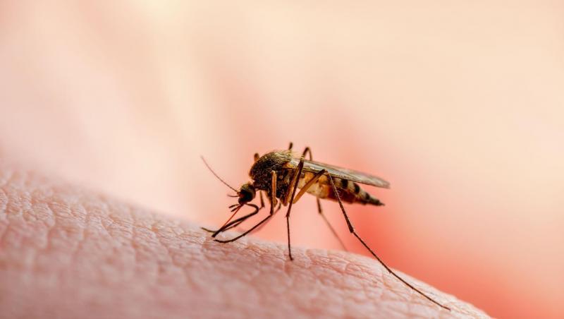 Cum să te protejezi de infectarea cu virusul West Nile transmis de țânțari. Ce recomandă Institutul Național de Sănătate Publică