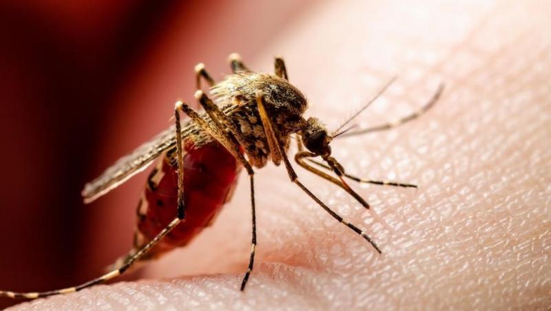 Cum să te protejezi de infectarea cu virusul West Nile transmis de țânțari. Ce recomandă Institutul Național de Sănătate Publică