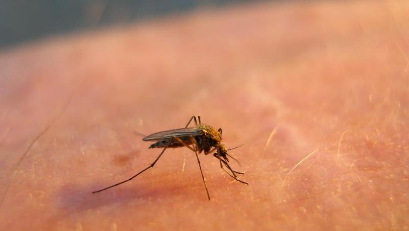 Primul deces din cauza virusului West Nile în România. Un alt pacient este în stare gravă