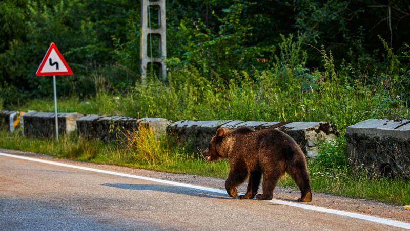 „Safari cu urși lângă Cetatea Poenari” Cât costă experiența promovată de agențiile de turism. Străinii se înghesuie să participe