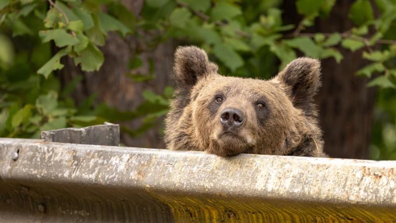 „Safari cu urși lângă Cetatea Poenari” Cât costă experiența promovată de agențiile de turism. Străinii se înghesuie să participe