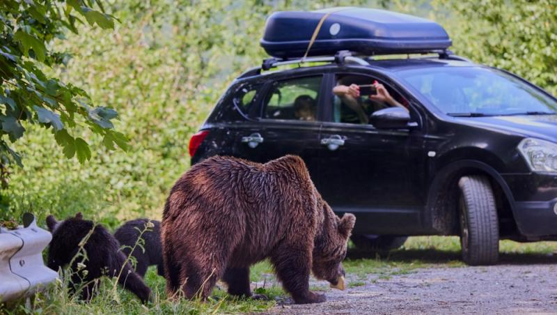 „Safari cu urși lângă Cetatea Poenari” Cât costă experiența promovată de agențiile de turism. Străinii se înghesuie să participe