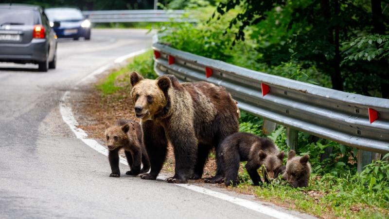 „Safari cu urși lângă Cetatea Poenari” Cât costă experiența promovată de agențiile de turism. Străinii se înghesuie să participe