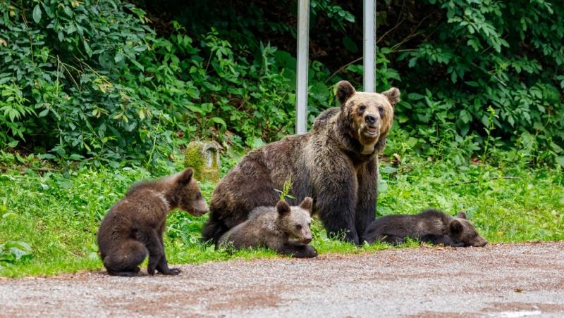 „Safari cu urși lângă Cetatea Poenari” Cât costă experiența promovată de agențiile de turism. Străinii se înghesuie să participe