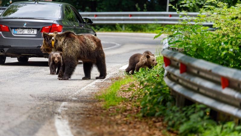 „Safari cu urși lângă Cetatea Poenari” Cât costă experiența promovată de agențiile de turism. Străinii se înghesuie să participe