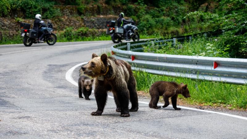 „Safari cu urși lângă Cetatea Poenari” Cât costă experiența promovată de agențiile de turism. Străinii se înghesuie să participe