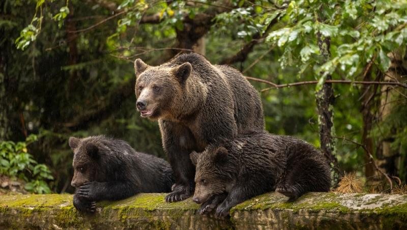 „Safari cu urși lângă Cetatea Poenari” Cât costă experiența promovată de agențiile de turism. Străinii se înghesuie să participe