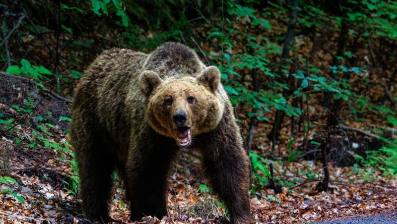 „Safari cu urși lângă Cetatea Poenari” Cât costă experiența promovată de agențiile de turism. Străinii se înghesuie să participe