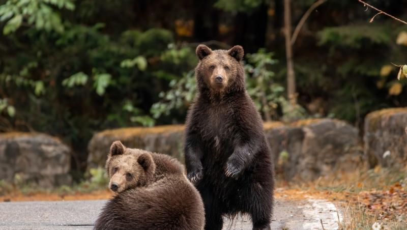 „Safari cu urși lângă Cetatea Poenari” Cât costă experiența promovată de agențiile de turism. Străinii se înghesuie să participe