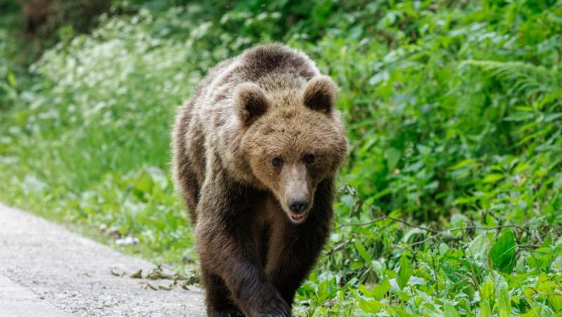 „Safari cu urși lângă Cetatea Poenari” Cât costă experiența promovată de agențiile de turism. Străinii se înghesuie să participe