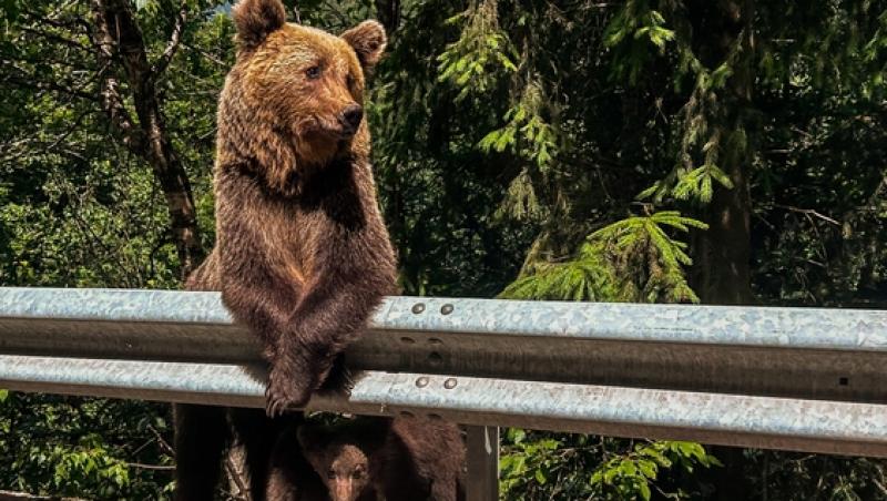 „Safari cu urși lângă Cetatea Poenari” Cât costă experiența promovată de agențiile de turism. Străinii se înghesuie să participe