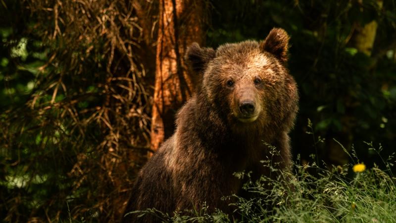 „Safari cu urși lângă Cetatea Poenari” Cât costă experiența promovată de agențiile de turism. Străinii se înghesuie să participe