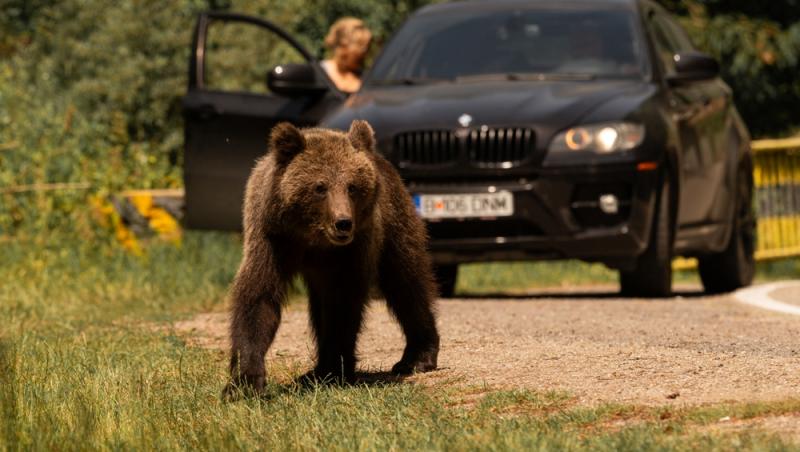 „Safari cu urși lângă Cetatea Poenari” Cât costă experiența promovată de agențiile de turism. Străinii se înghesuie să participe