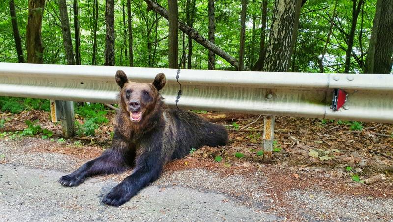 „Safari cu urși lângă Cetatea Poenari” Cât costă experiența promovată de agențiile de turism. Străinii se înghesuie să participe