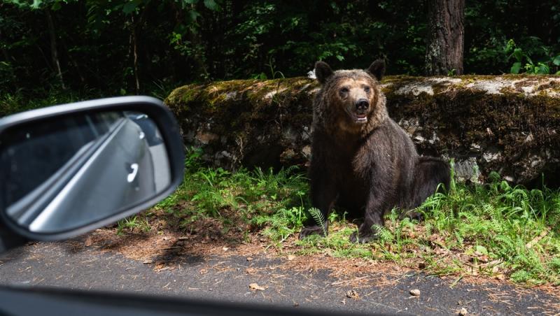 „Safari cu urși lângă Cetatea Poenari” Cât costă experiența promovată de agențiile de turism. Străinii se înghesuie să participe