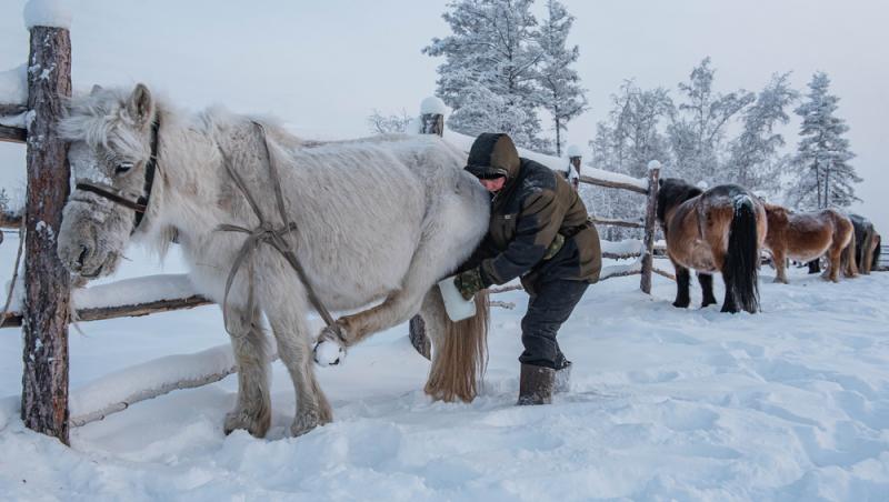 Lapte de cal în deserturi populare. Cât de sănătos este