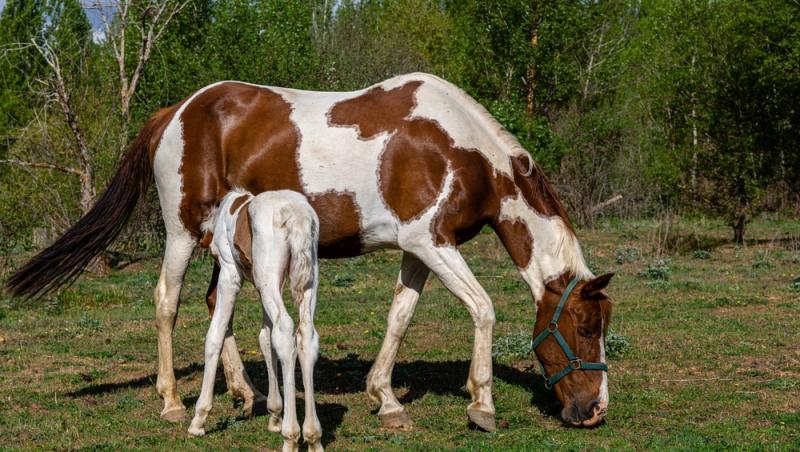 Lapte de cal în deserturi populare. Cât de sănătos este