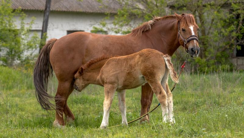 Lapte de cal în deserturi populare. Cât de sănătos este