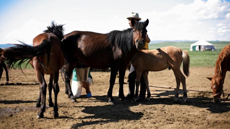 Lapte de cal în deserturi populare. Cât de sănătos este