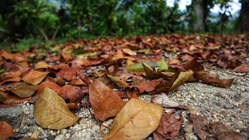 Privește iluzia optică și descoperă unde se află șarpele