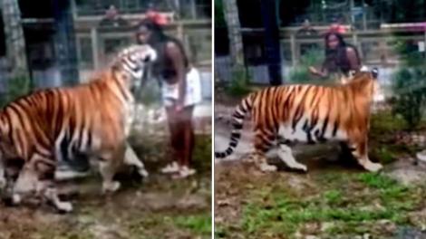 VIDEO | Momentul frapant când o femeie sare gardul la zoo ca să mângâie un tigru. Ce a urmat