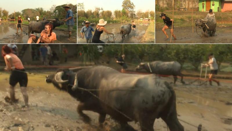 Următoarele două echipe care s-au întrecut la proba de arat cu bivolii au fost Carmen Negoiță , Andreea și Anca Țurcașiu, Andreea Samson.