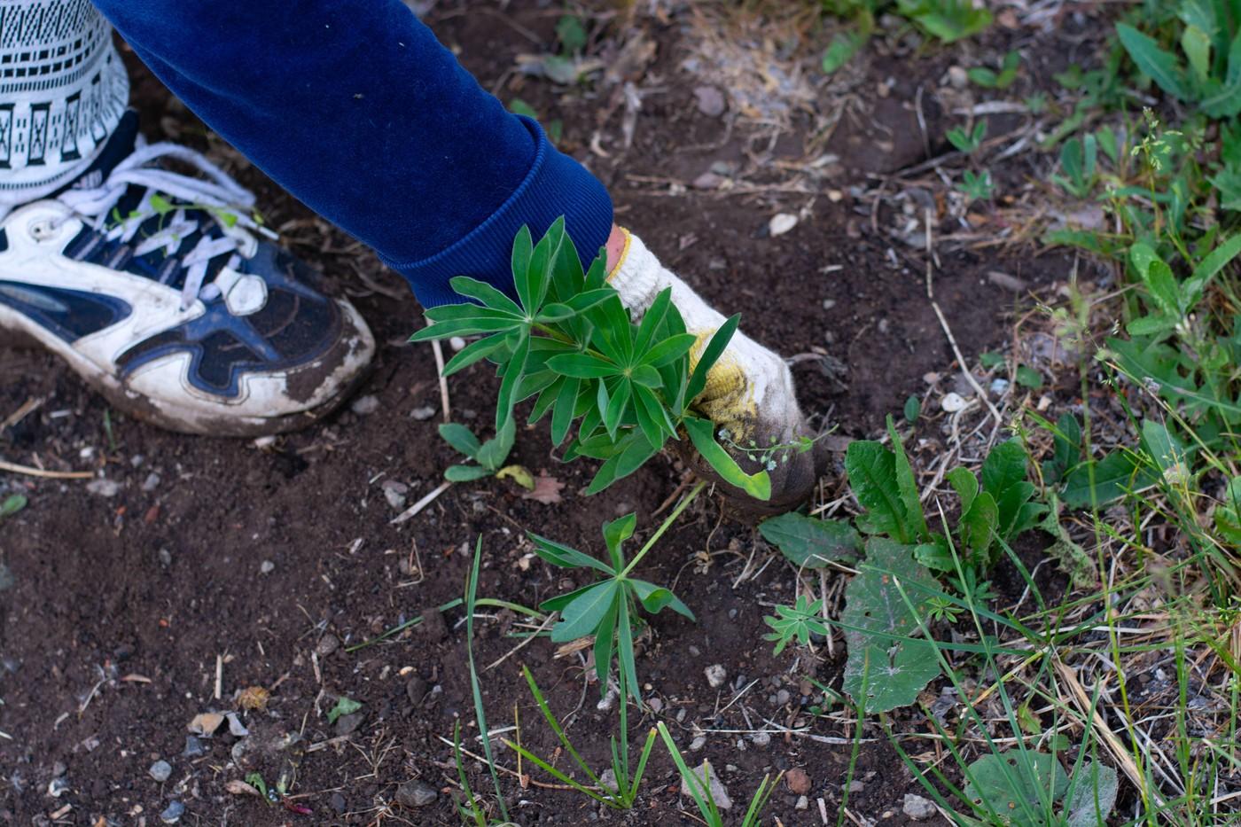 imagine cu picioarele unei femei care curata in gradina