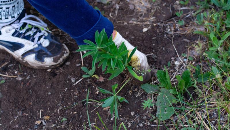 imagine cu picioarele unei femei care curata in gradina