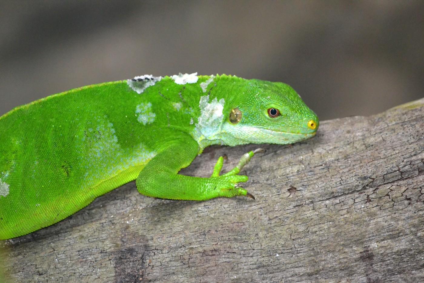 imagine cu o iguană verde