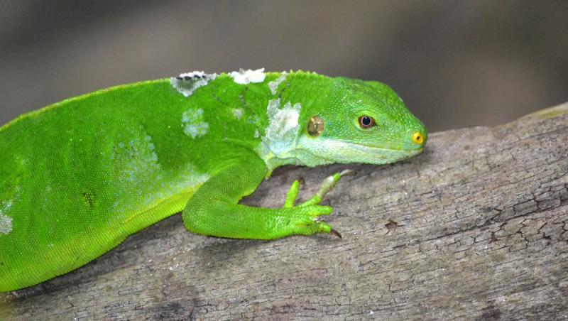 imagine cu o iguană verde