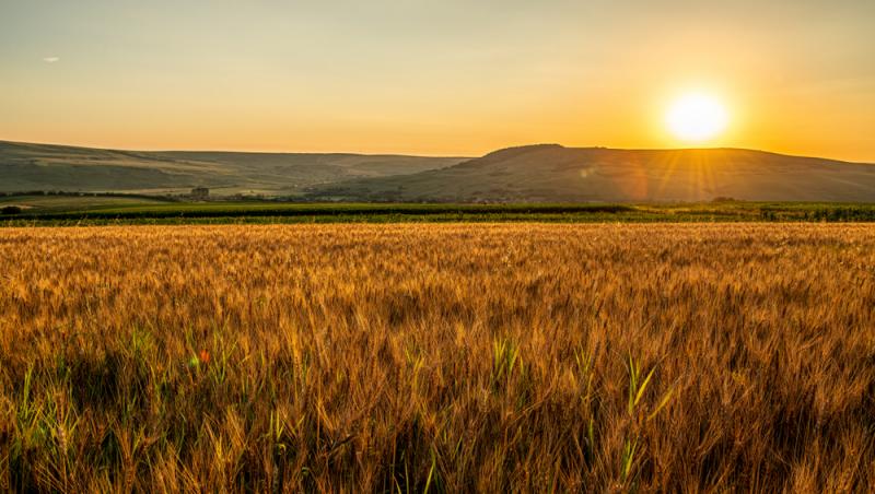 România este lider în UE la exportul de grâu. Cererea vine și de la țări care până acum nu cumpărau de la noi