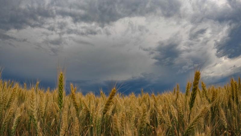 România este lider în UE la exportul de grâu. Cererea vine și de la țări care până acum nu cumpărau de la noi