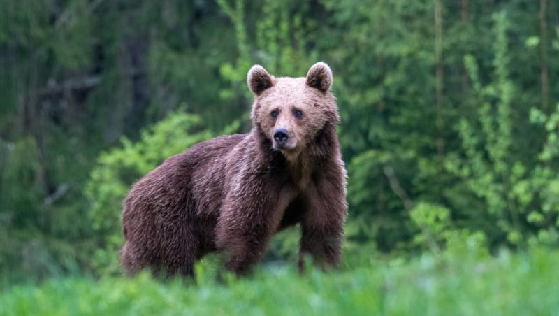 Cât costă burgerul de urs, preparatul unic în Europa care se vinde la Brașov. Românii fac coadă pentru el