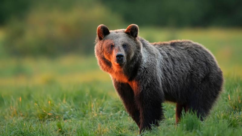 Cât costă burgerul de urs, preparatul unic în Europa care se vinde la Brașov. Românii fac coadă pentru el