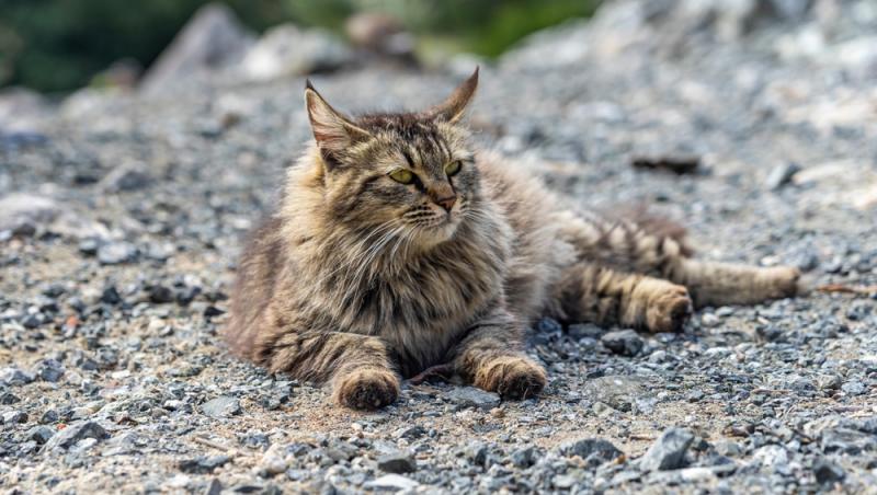 imagine cu o pisica stand pe pietre