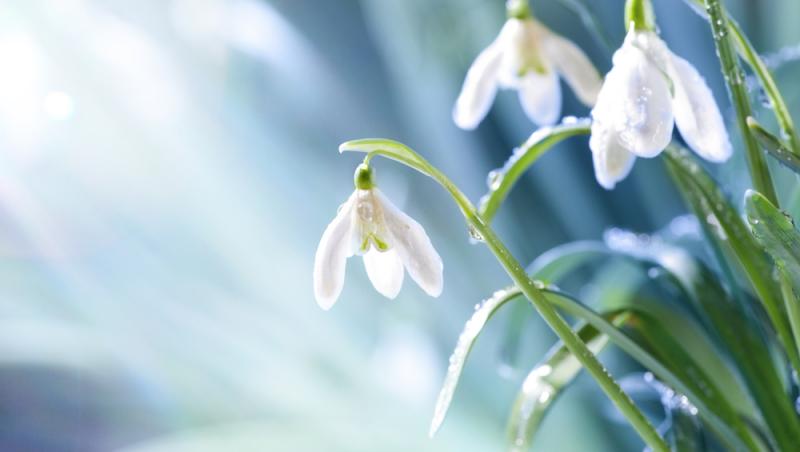 De ce au înflorit ghioceii în luna ianuarie. Grădinile românilor sunt pline, însă specia este amenințată de schimbările climatice