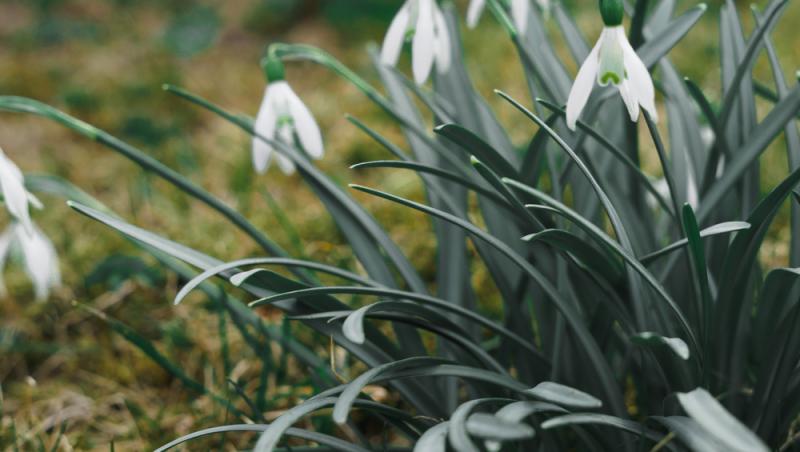 De ce au înflorit ghioceii în luna ianuarie. Grădinile românilor sunt pline, însă specia este amenințată de schimbările climatice