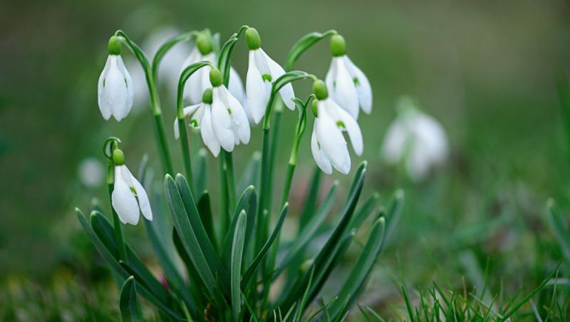 De ce au înflorit ghioceii în luna ianuarie. Grădinile românilor sunt pline, însă specia este amenințată de schimbările climatice