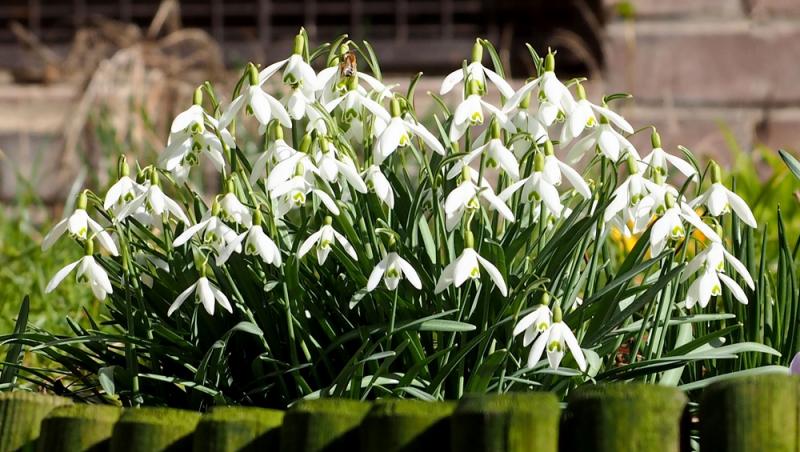 De ce au înflorit ghioceii în luna ianuarie. Grădinile românilor sunt pline, însă specia este amenințată de schimbările climatice