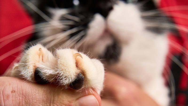 imagine cu o pisica ce are blana alb cu negru