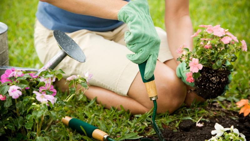 Trucul grădinarilor de top. Ingredientul-minune se regăsește aproape în fiecare casă. Ce beneficii are