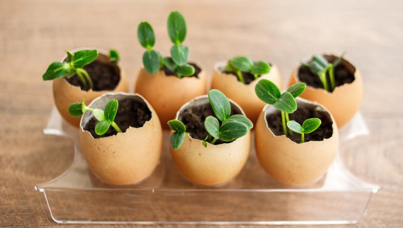 Trucul grădinarilor de top. Ingredientul-minune se regăsește aproape în fiecare casă. Ce beneficii are