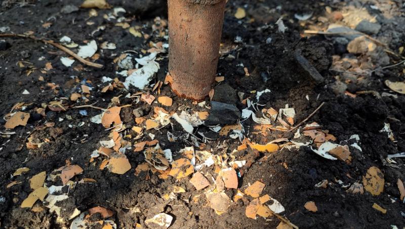 Trucul grădinarilor de top. Ingredientul-minune se regăsește aproape în fiecare casă. Ce beneficii are