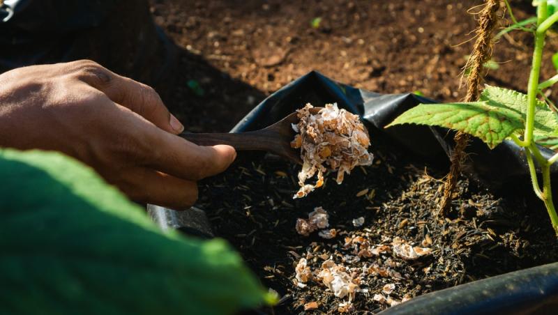 Trucul grădinarilor de top. Ingredientul-minune se regăsește aproape în fiecare casă. Ce beneficii are