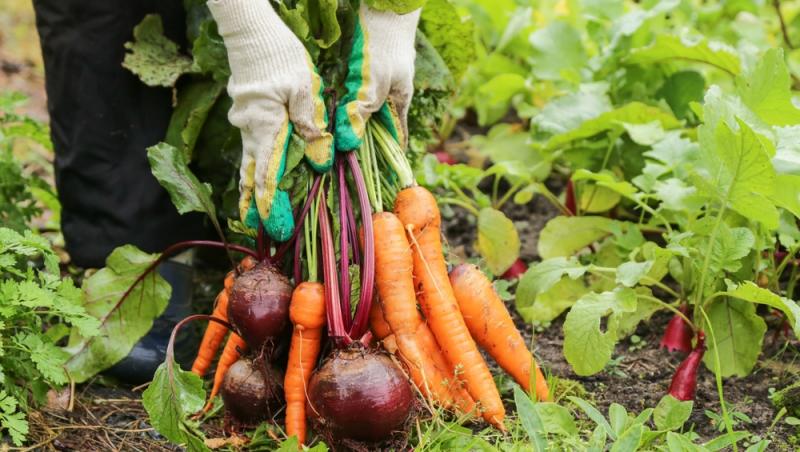 Trucul grădinarilor de top. Ingredientul-minune se regăsește aproape în fiecare casă. Ce beneficii are