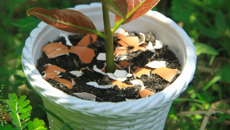 Trucul grădinarilor de top. Ingredientul-minune se regăsește aproape în fiecare casă. Ce beneficii are