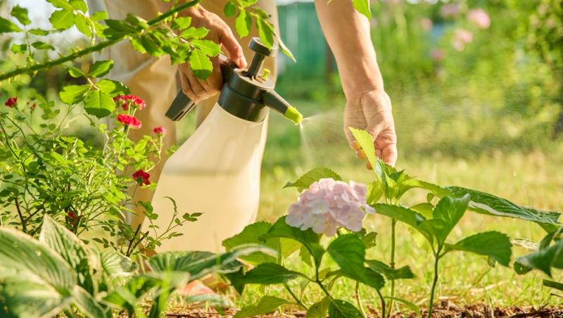 Trucul grădinarilor de top. Ingredientul-minune se regăsește aproape în fiecare casă. Ce beneficii are